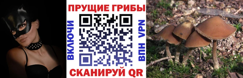 Галлюциногенные грибы ЛСД купить наркотик Вязьма